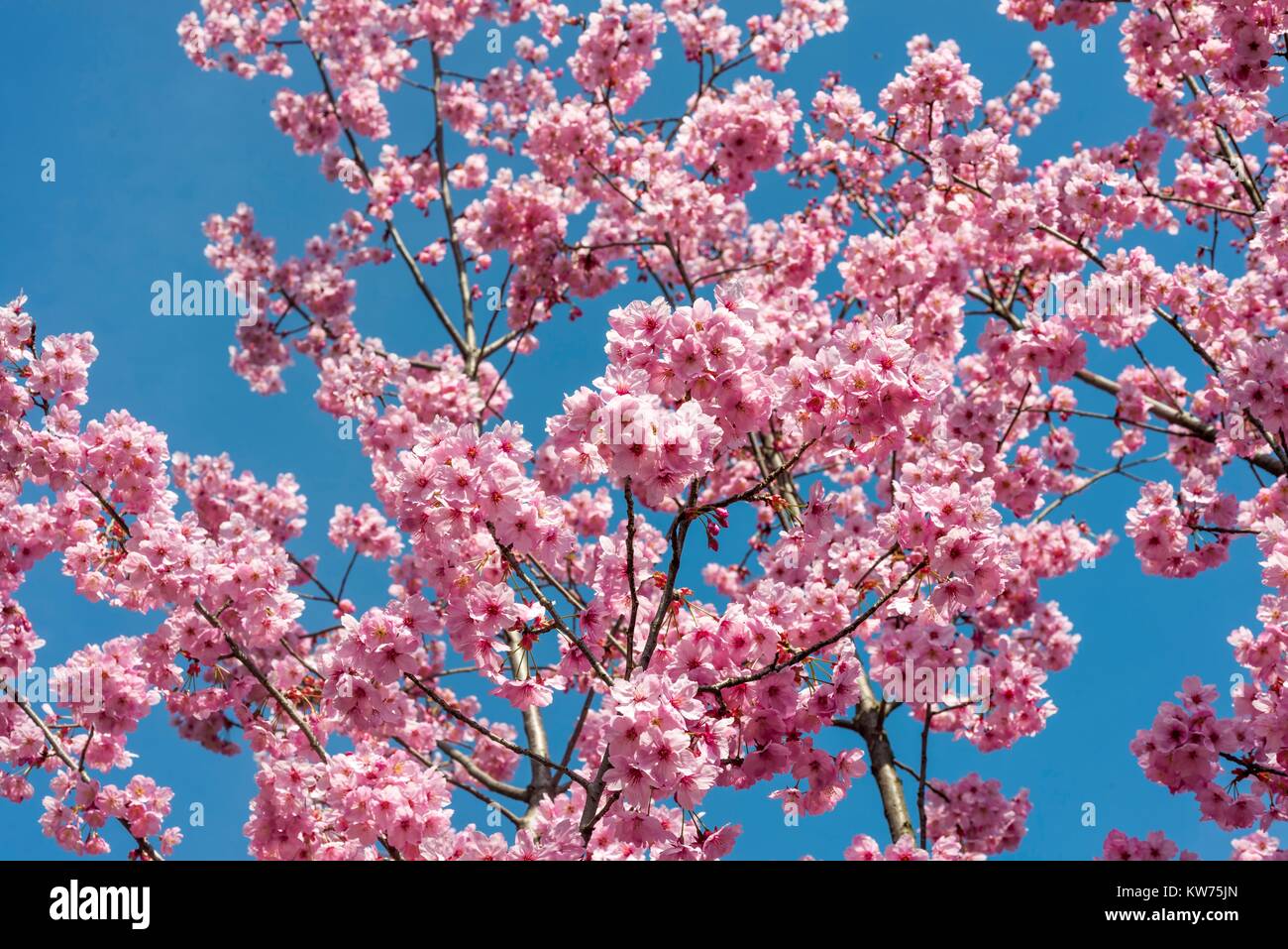 Istanbul,Turquie.Une fleur de cerisier est la fleur de l'une de plusieurs arbres du genre Prunus, en particulier les Japonais cerisier, Prunus serrulata. Banque D'Images