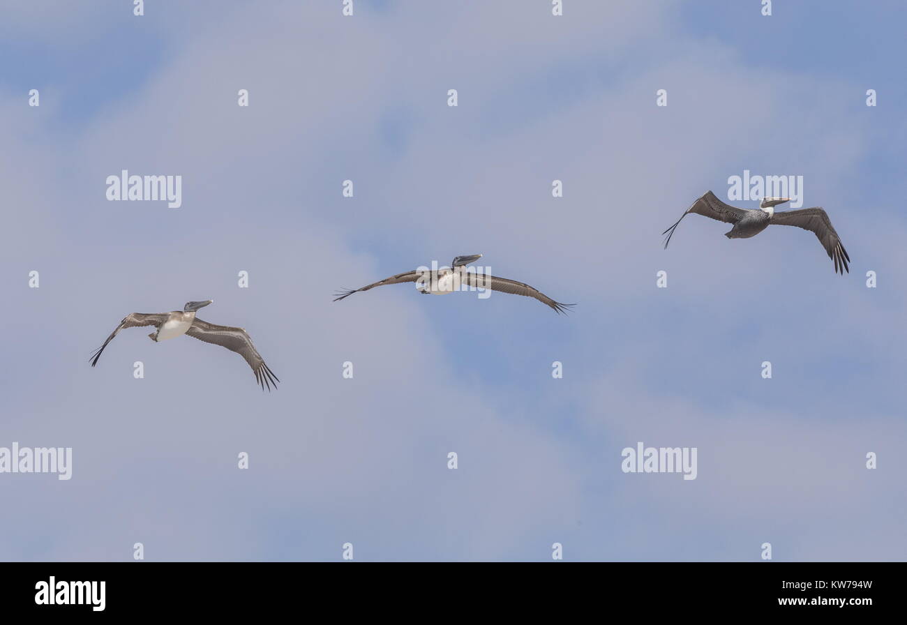 Trois, le Pélican brun Pelecanus occidentalis, en vol ; en Floride. Banque D'Images