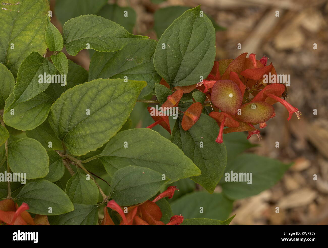 Chapeau chinois, Holmskioidia sanguinea, en fleurs dans le jardin, en Floride. Banque D'Images