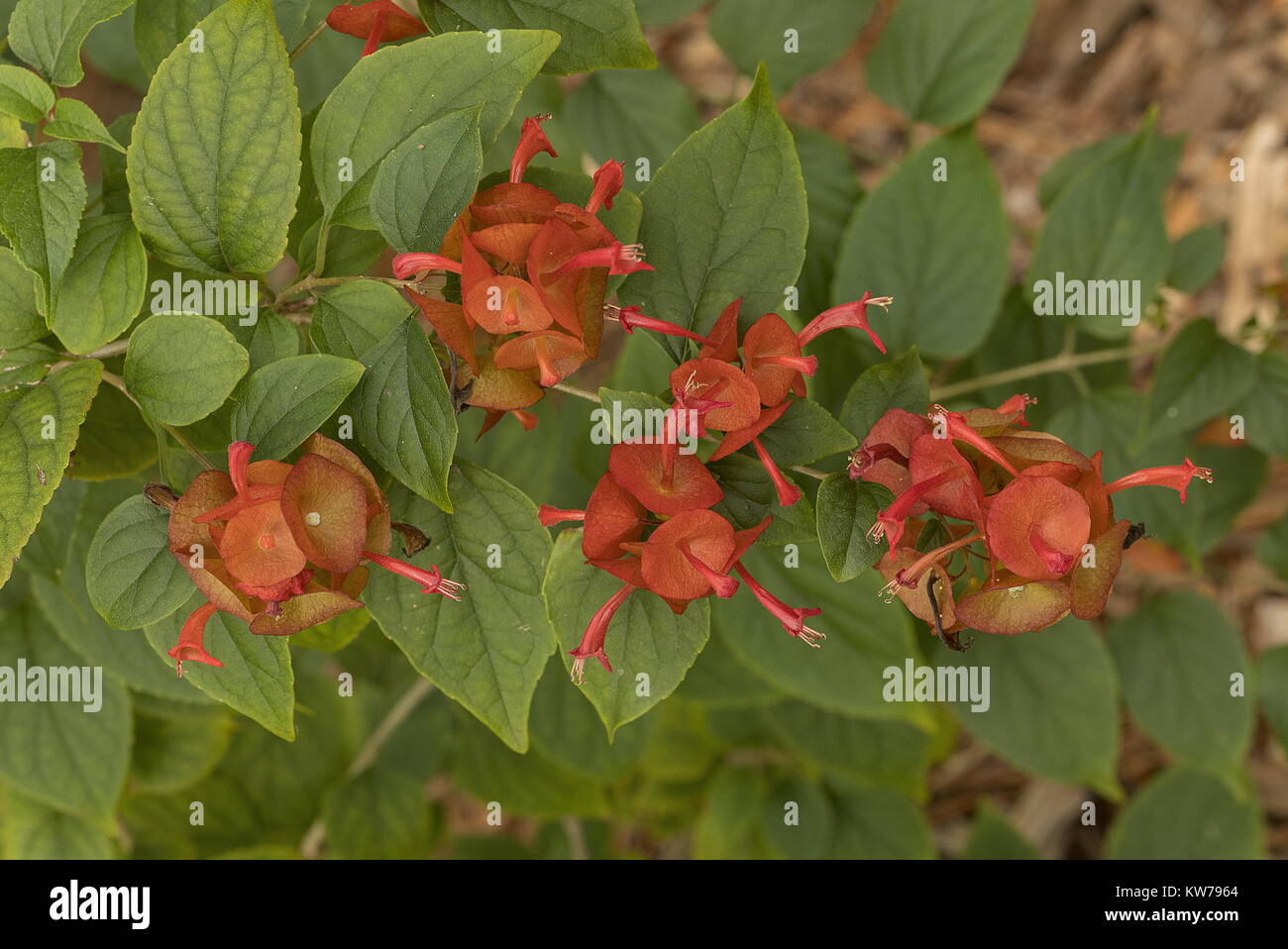 Chapeau chinois, Holmskioidia sanguinea, en fleurs dans le jardin, en Floride. Banque D'Images