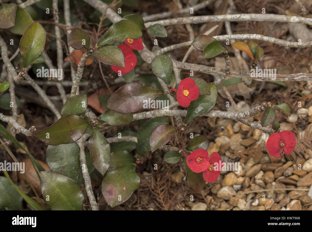 Couronne d'épines, sans épines Euphorbia geroldii - Plantes rares et menacées de Madagascar. Banque D'Images