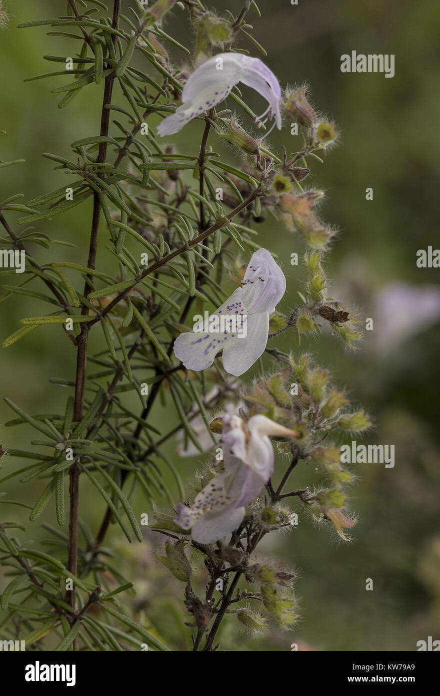 Menthe, Géorgie, en fleurs Calamintha georgiana en Floride. Banque D'Images