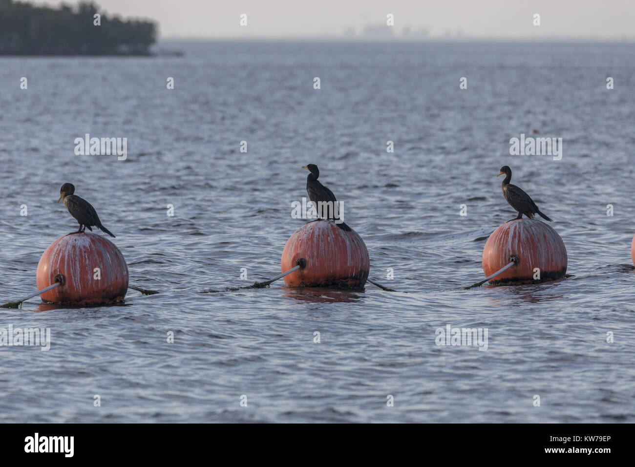 Le cormoran à aigrettes, Phalacrocorax auritus, perché sur des bouées, Fort Island Gulf Beach, côte ouest de la Floride. Banque D'Images