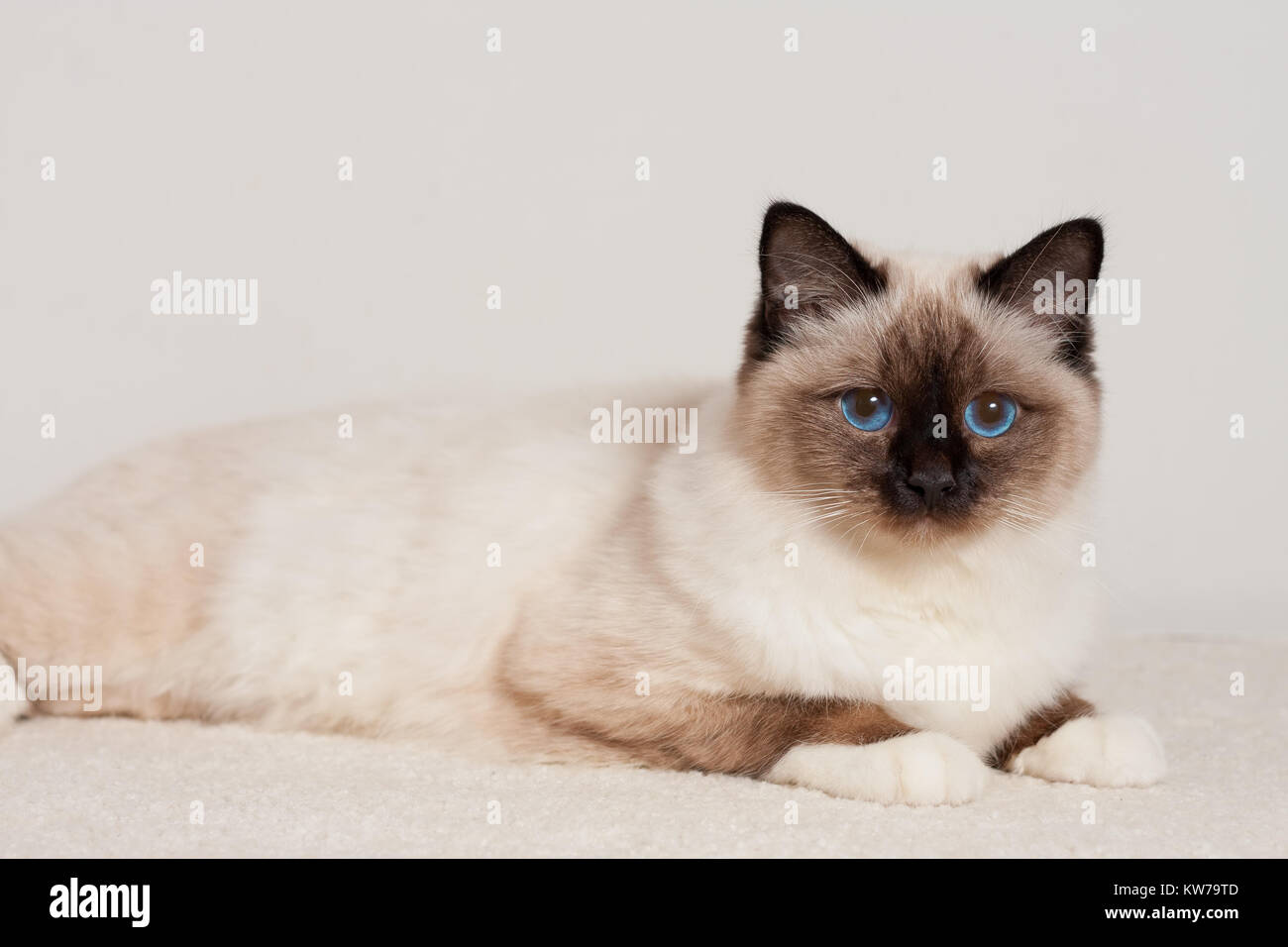 Un chat Birman seal point, 9 mois vieux chat mâle , aux yeux bleus est allongé sur un tapis Banque D'Images