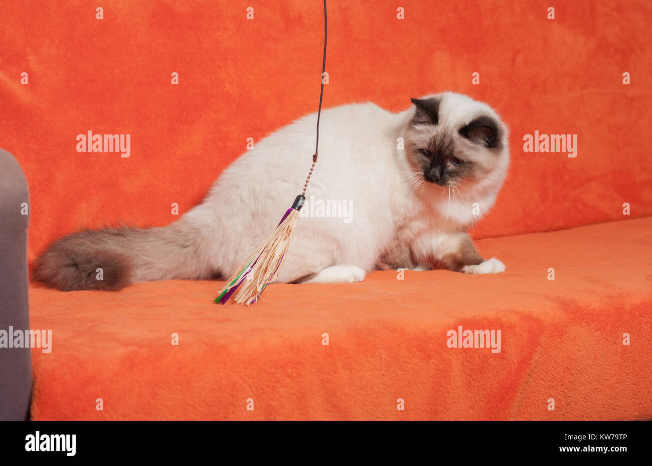 Un chat Birman seal point, 9 mois vieux chat mâle , aux yeux bleus est sitting on sofa Banque D'Images