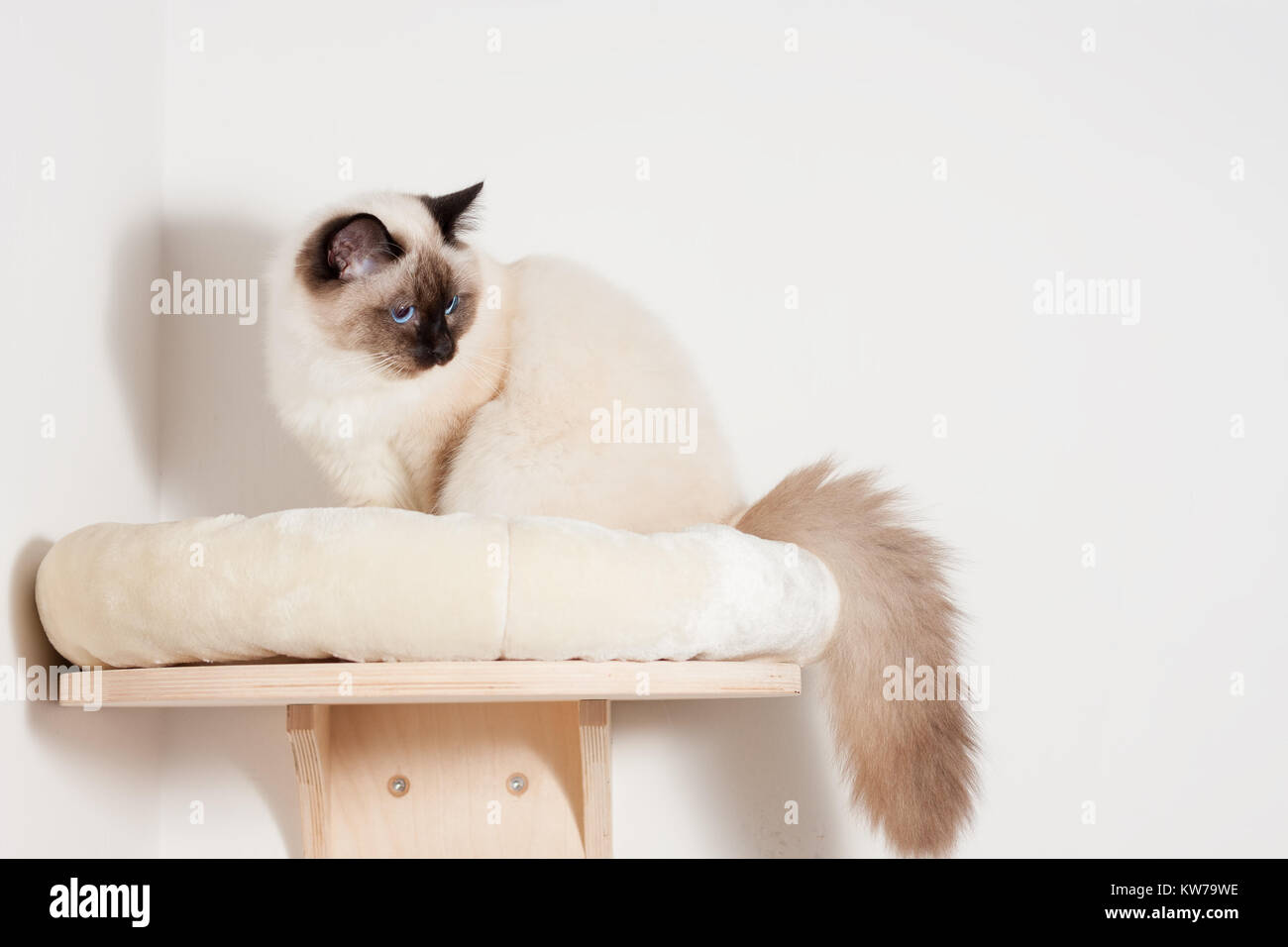 Un chat Birman seal point, 9 mois vieux chat mâle , aux yeux bleus est assis sur le plateau de chat Banque D'Images