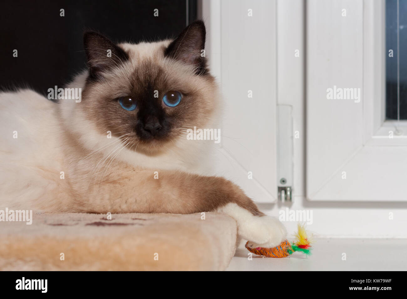 Un chat Birman seal point, 9 mois vieux chat, homme aux yeux bleus, assis sur le rebord de la fenêtre Banque D'Images