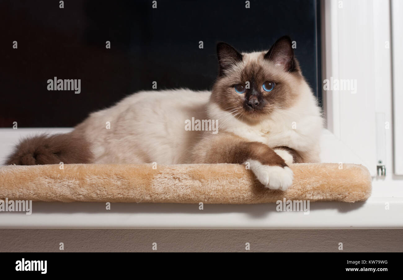 Un chat Birman seal point, 9 mois vieux chat, homme aux yeux bleus, assis sur le rebord de la fenêtre Banque D'Images