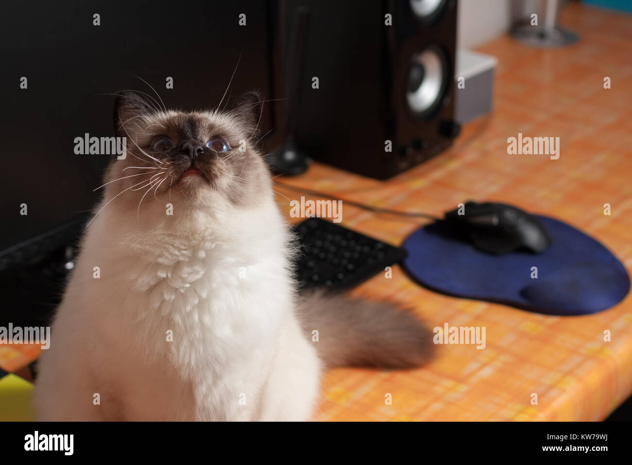 Un chat Birman seal point, 9 mois vieux chat mâle , aux yeux bleus assis sur la table PC Banque D'Images