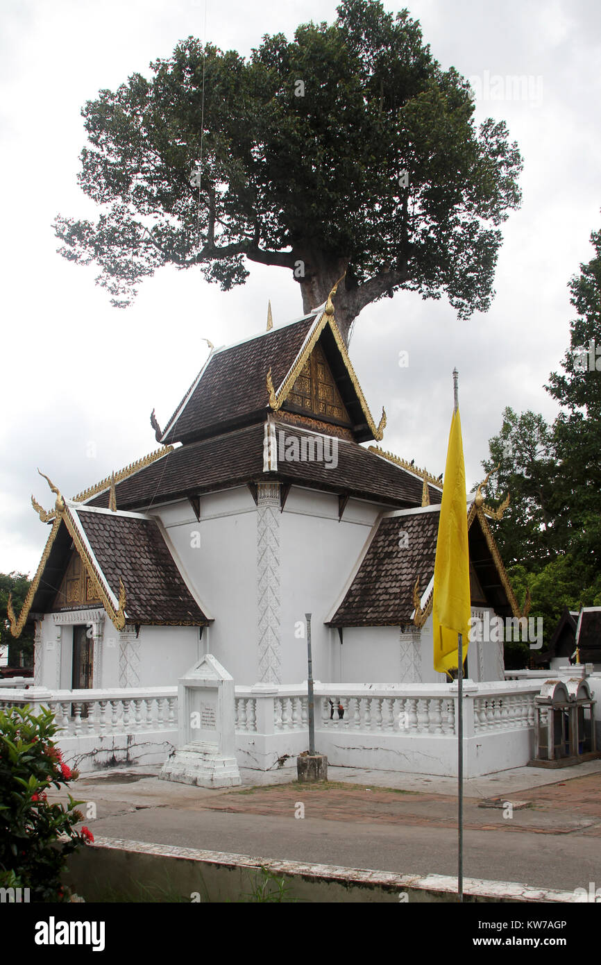 Grand arbre célèbre Wat Chedi Luang, Chiang Mai, Thaïlande Banque D'Images