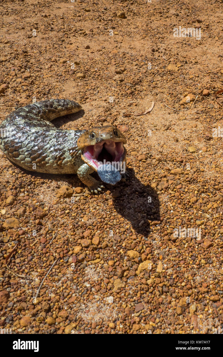 Tiliqua rugosa, ou langue bleue bobtail ou lézard. Banque D'Images