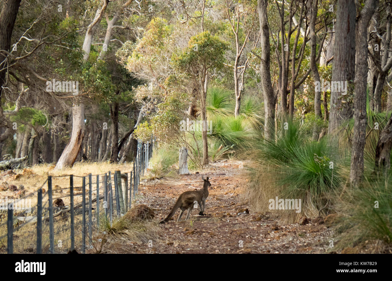 Un western gris kangaroo en sautant à travers une forêt dans la région de Margaret River, Australie de l'Ouest. Banque D'Images