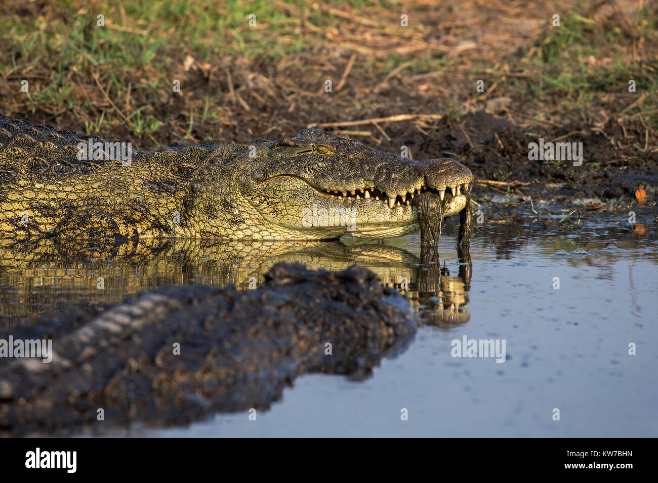 Le crocodile du Nil (Crocodylus niloticus), l'alimentation de la rivière Chobe, au Botswana, Septembre 2017 Banque D'Images