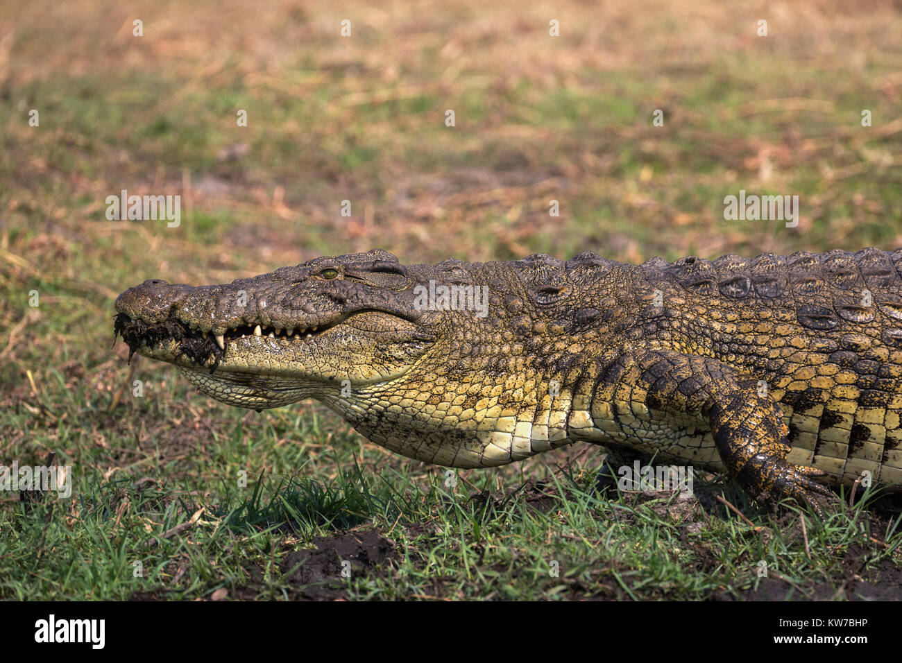 Le crocodile du Nil (Crocodylus niloticus), rivière Chobe, au Botswana, Septembre 2017 Banque D'Images