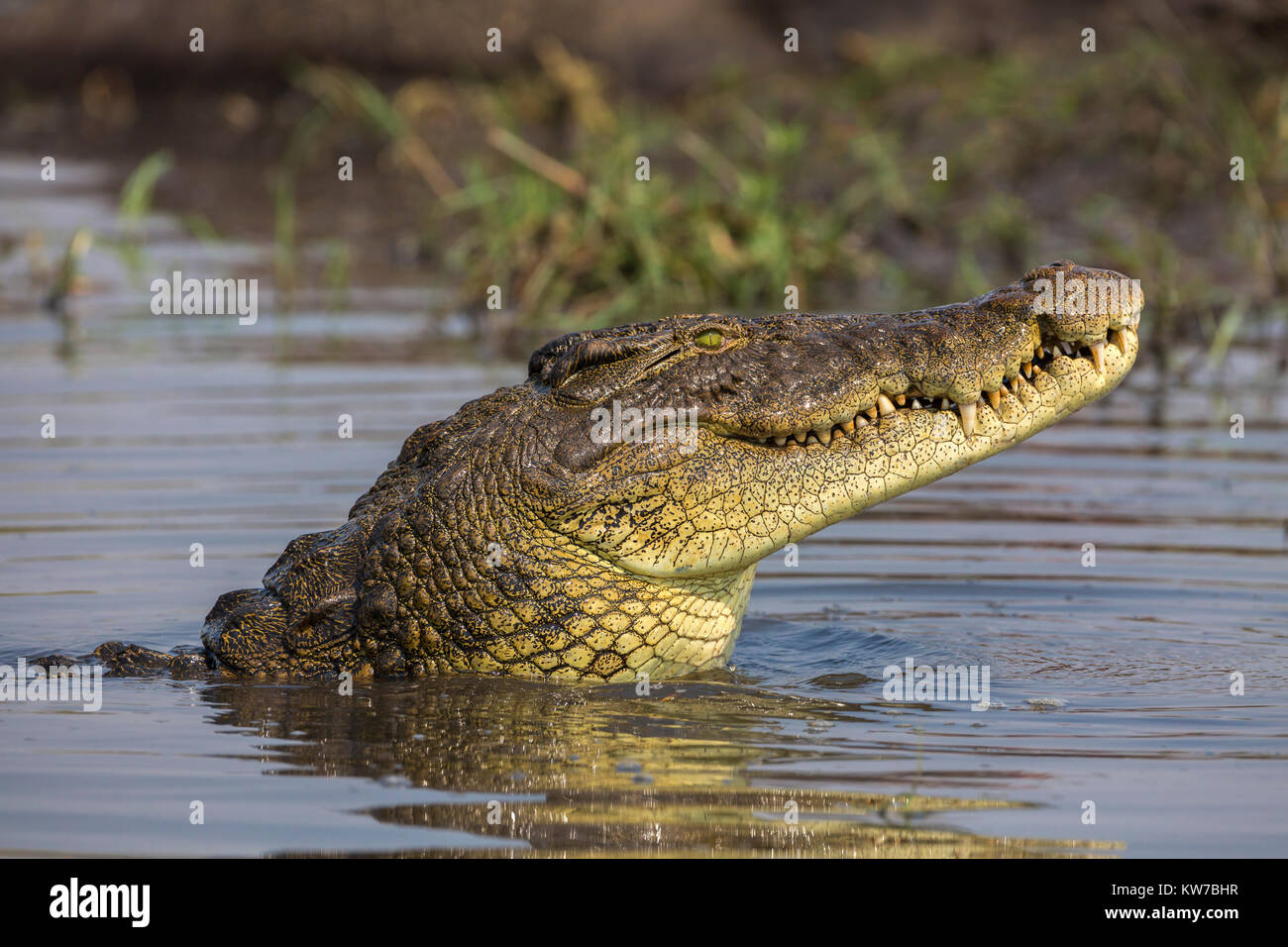 Le crocodile du Nil (Crocodylus niloticus), rivière Chobe, au Botswana, Septembre 2017 Banque D'Images