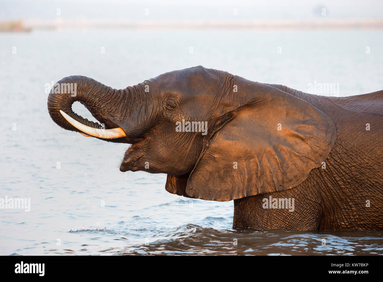 L'éléphant africain (Loxodonta africana) dans la rivière, la rivière Chobe, au Botswana, Septembre 2017 Banque D'Images