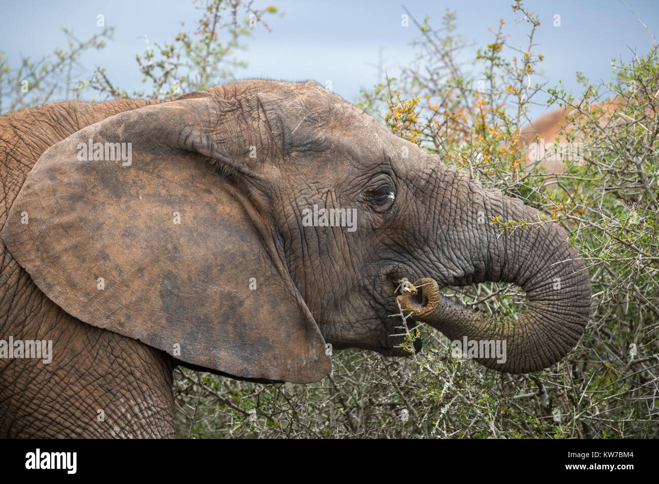 L'éléphant africain (Loxodonta africana), l'alimentation du parc national Addo, Eastern Cape, Afrique du Sud, octobre 2017 Banque D'Images
