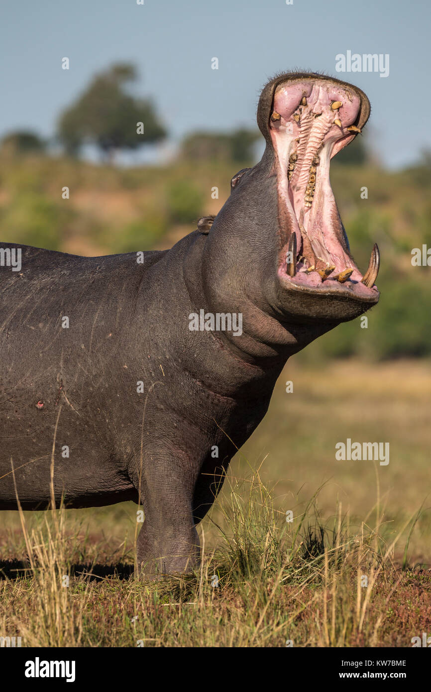 Hippopotame (Hippopotamus amphibius) les bâillements, Chobe national park, Botswana, Africa, Juin 2017 Banque D'Images
