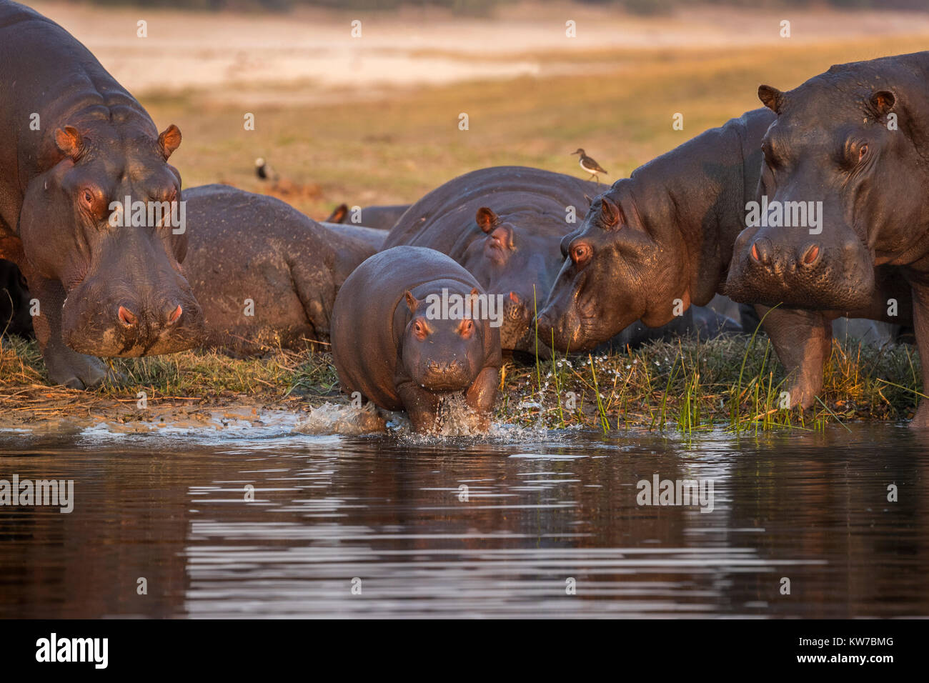 Hippopotame (Hippopotamus amphibius), rivière Chobe, au Botswana, Septembre 2017 Banque D'Images