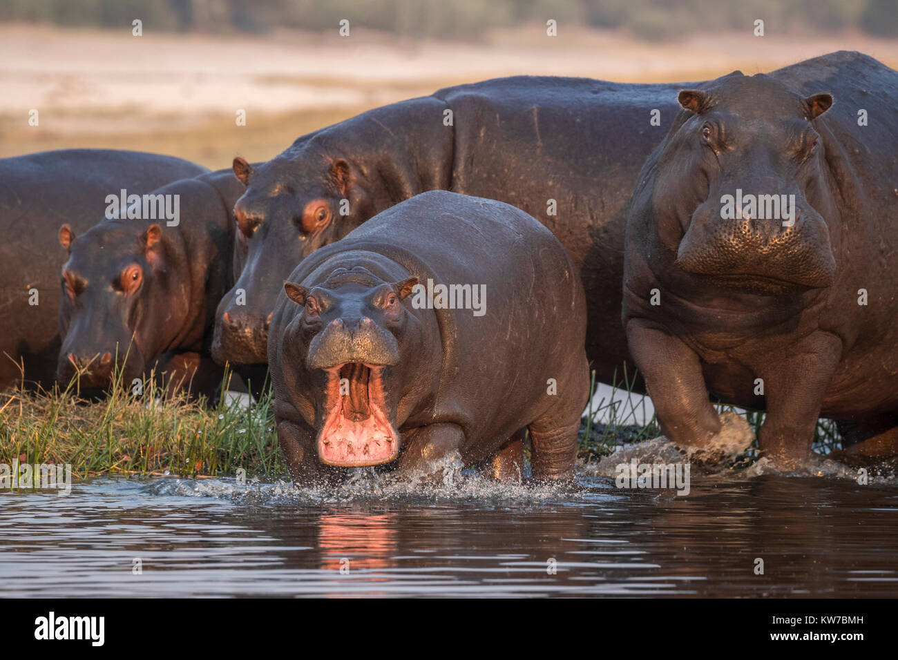 Hippopotame (Hippopotamus amphibius), rivière Chobe, au Botswana, Septembre 2017 Banque D'Images