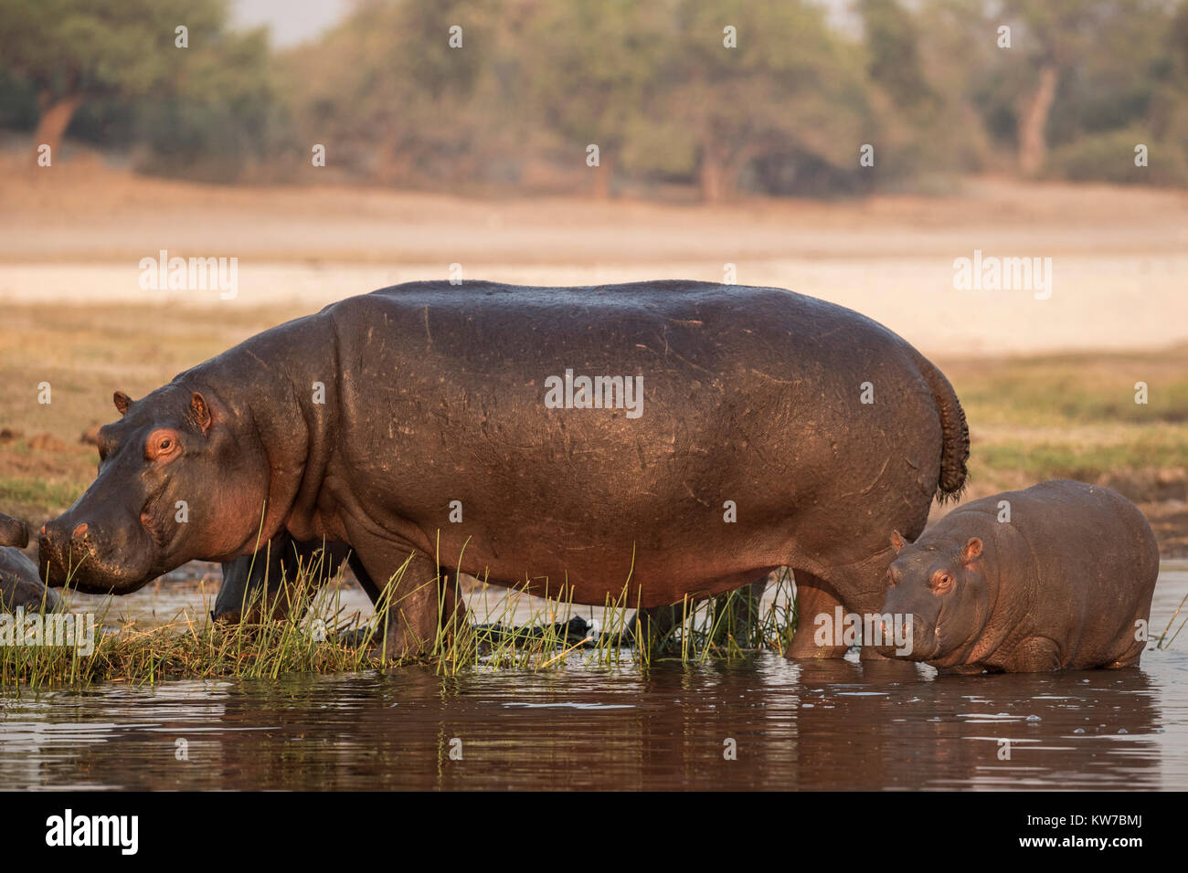 Hippopotame (Hippopotamus amphibius), rivière Chobe, au Botswana, Septembre 2017 Banque D'Images