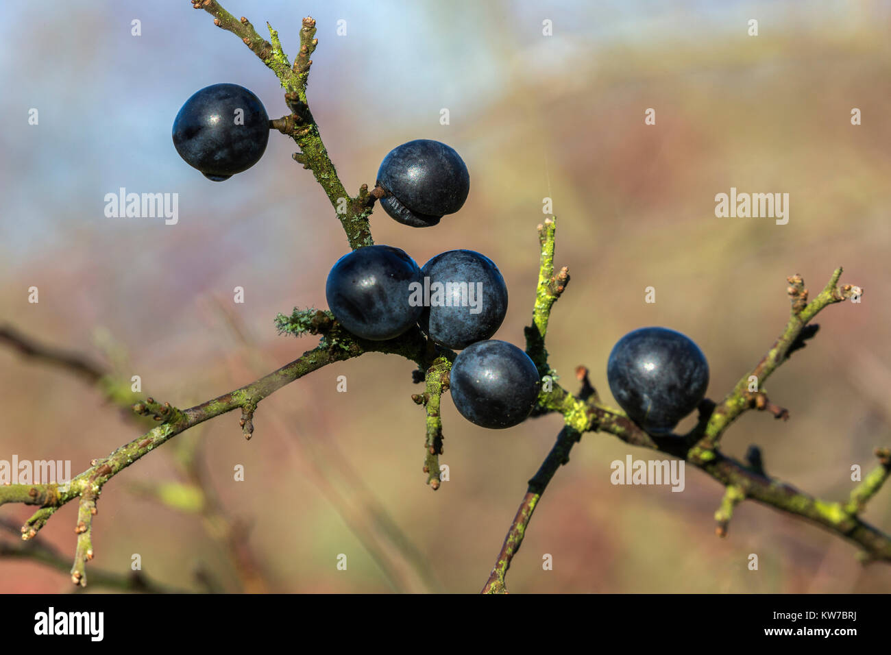 Lent (prunellier) petits fruits (Prunus spinosa), Wildfowl & Wetlands Trust Caerlaverock réserver, Dumfries et Galloway, Écosse, Royaume-Uni, novembre 2017 Banque D'Images