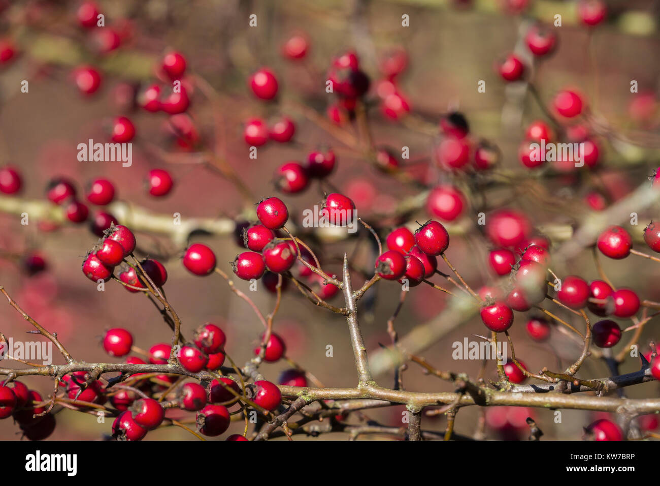 L'aubépine (Crataegus monogyna) petits fruits, des terres humides et la sauvagine de Caerlaverock Trust, Dumfries et Galloway, Écosse, Royaume-Uni, novembre 2017 Banque D'Images