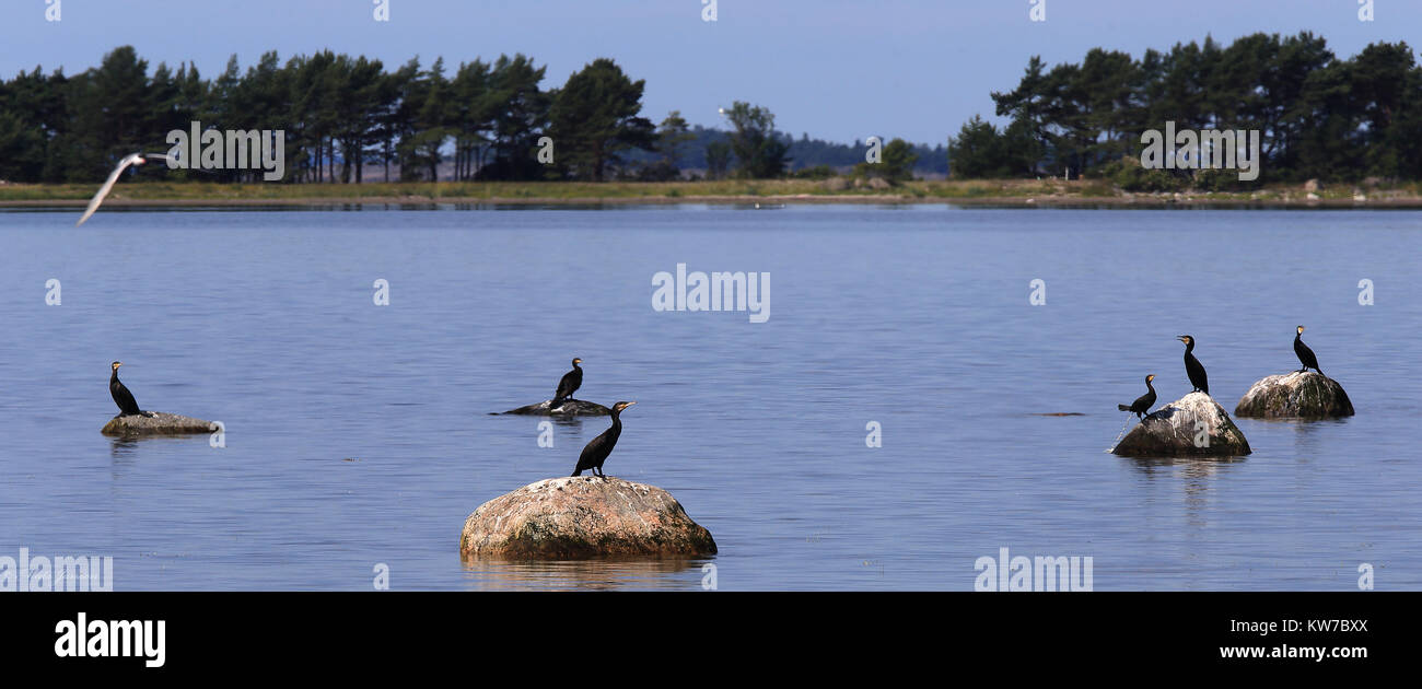 Six Grands cormorans, reposant sur des rochers. Mer Baltique Banque D'Images