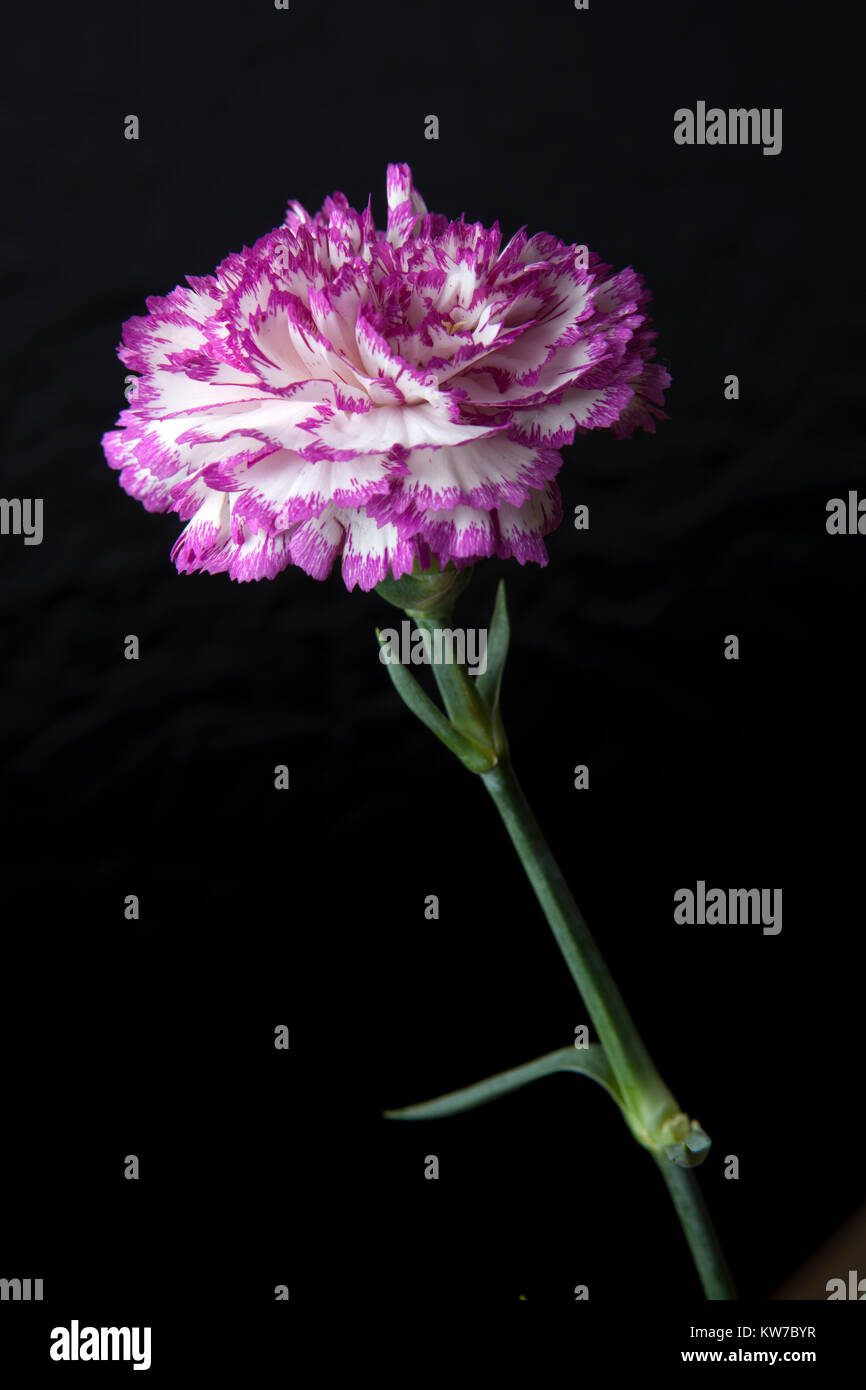 Fleur oeillet rose et blanc sur fond noir Banque D'Images