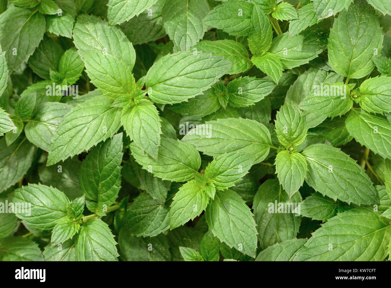 Feuilles de menthe poivrée fraîche dans le jardin, vue du dessus Banque D'Images