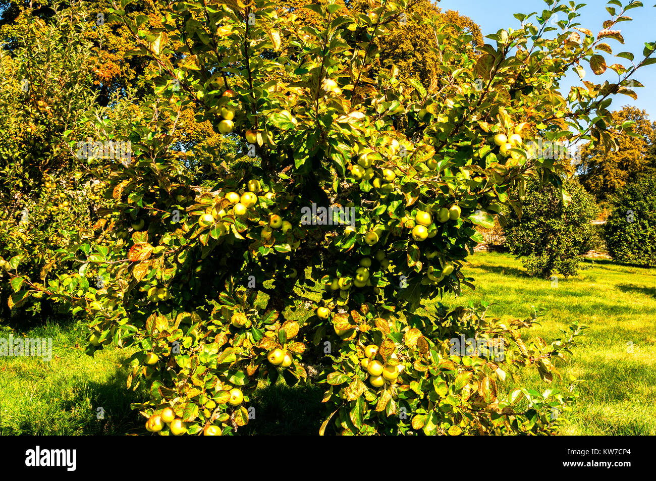 Soleil d'automne fort met en évidence une abondance de pommes de maturation a révélé par l'évolution des couleurs du feuillage dans un verger dans un jardin clos Banque D'Images