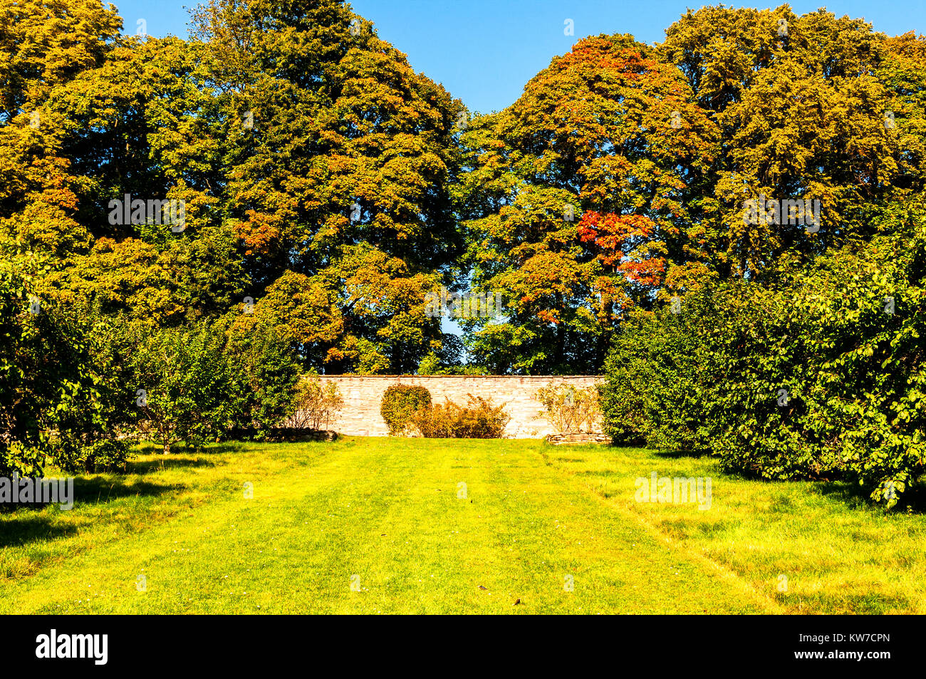 La lumière du soleil forte contraste les couleurs changeantes de l'automne feuillage des arbres magnifiques Yew au vert, les jaunes et rouges contre un ciel bleu Banque D'Images