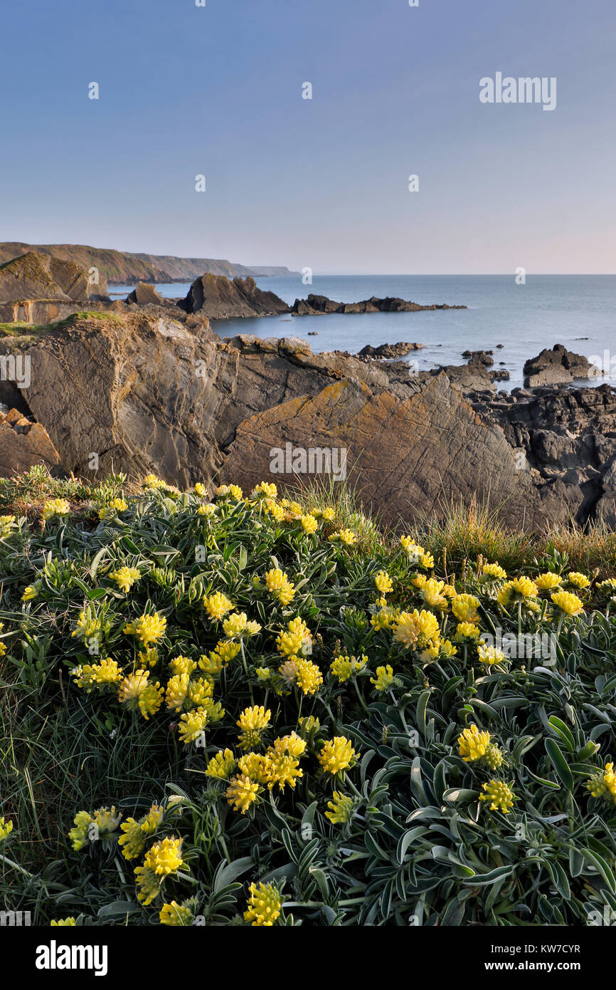 Hartland Quay ; lotier en fleur ; ; Devon UK Banque D'Images