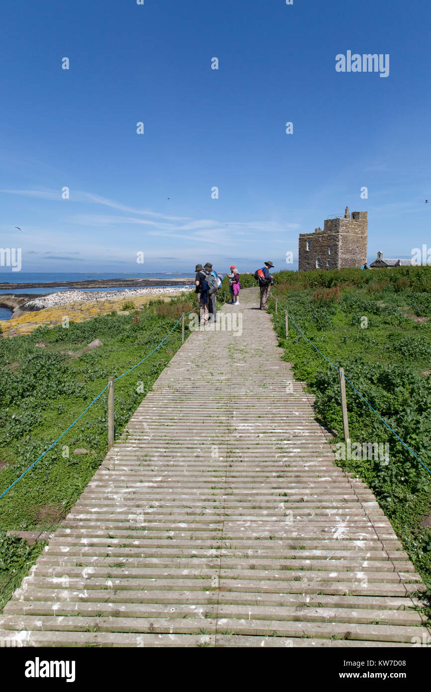 Inner Farne ; Northumberland ; UK Banque D'Images