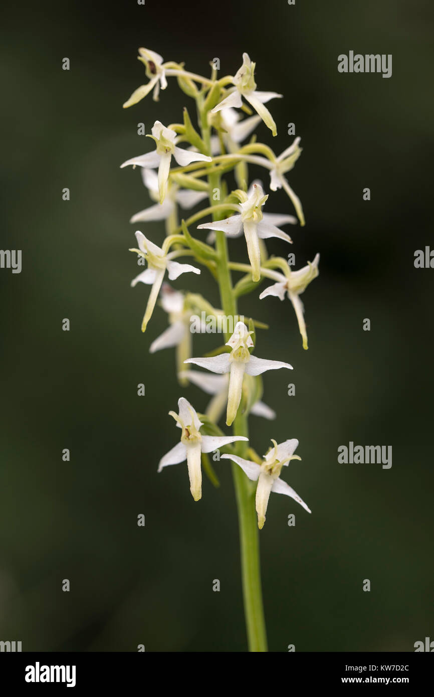 Orchidée Papillon moindre ; Platanthera bifolia fleur ; UK Cumbria. Banque D'Images