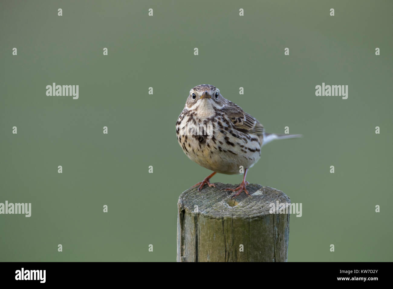 Meadow Pipit spioncelle Anthus pratensis ; seul le Yorkshire Post ; UK Banque D'Images