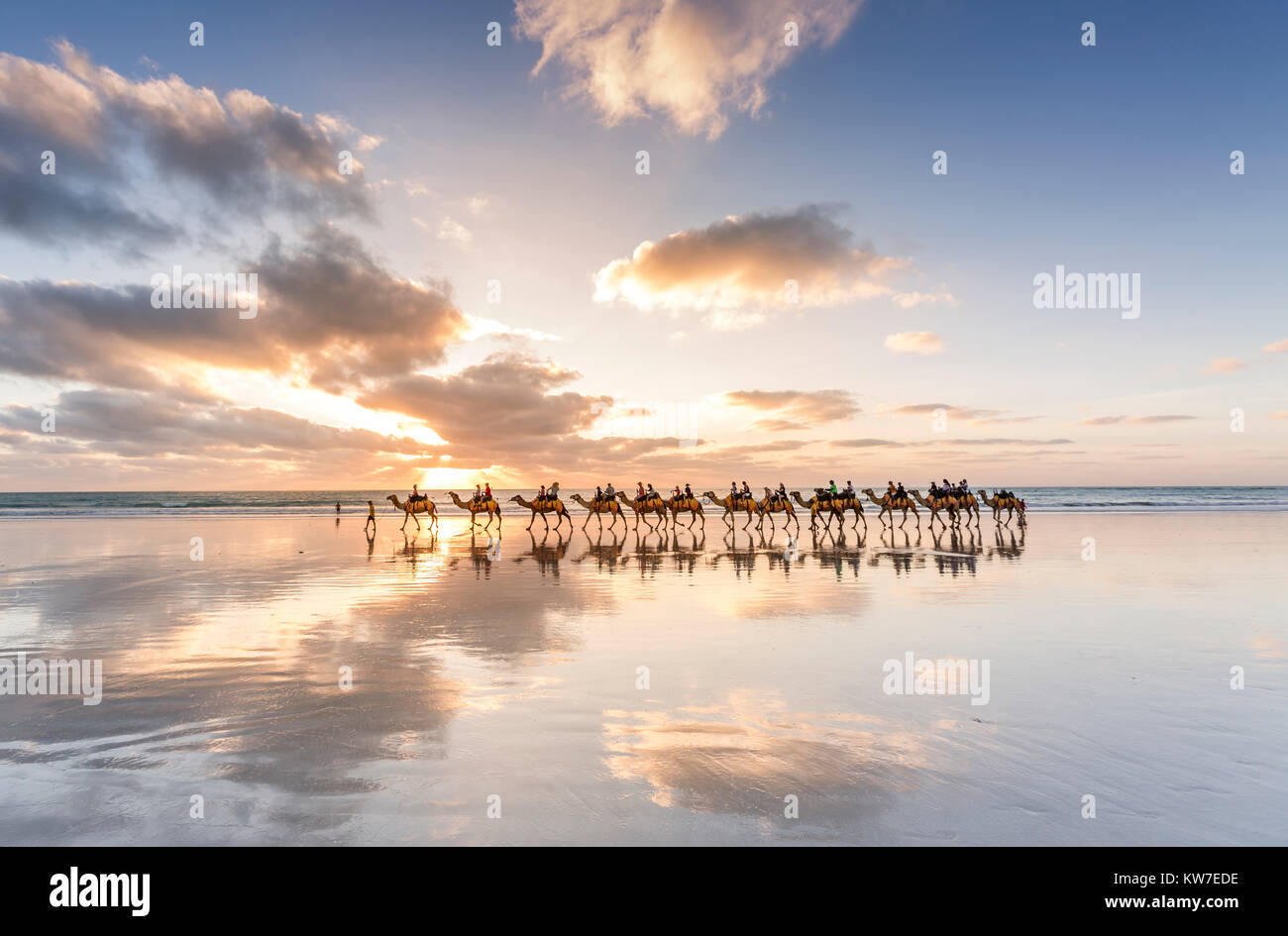 Les chameaux et de réflexion à Broome beach Australie Occidentale Banque D'Images