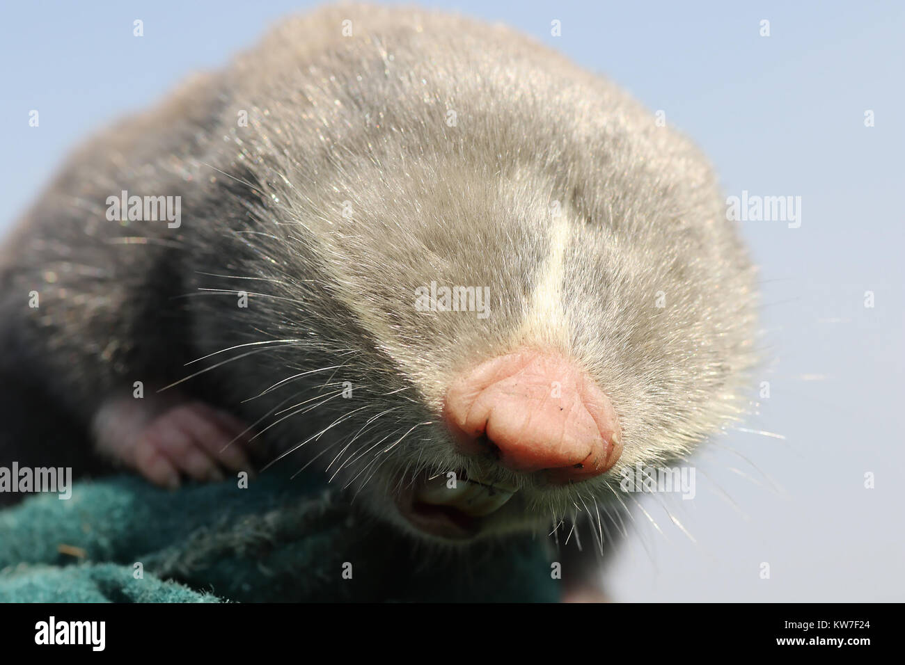 Close up du petit rat taupe Spalax leucodon ( tête ) Banque D'Images