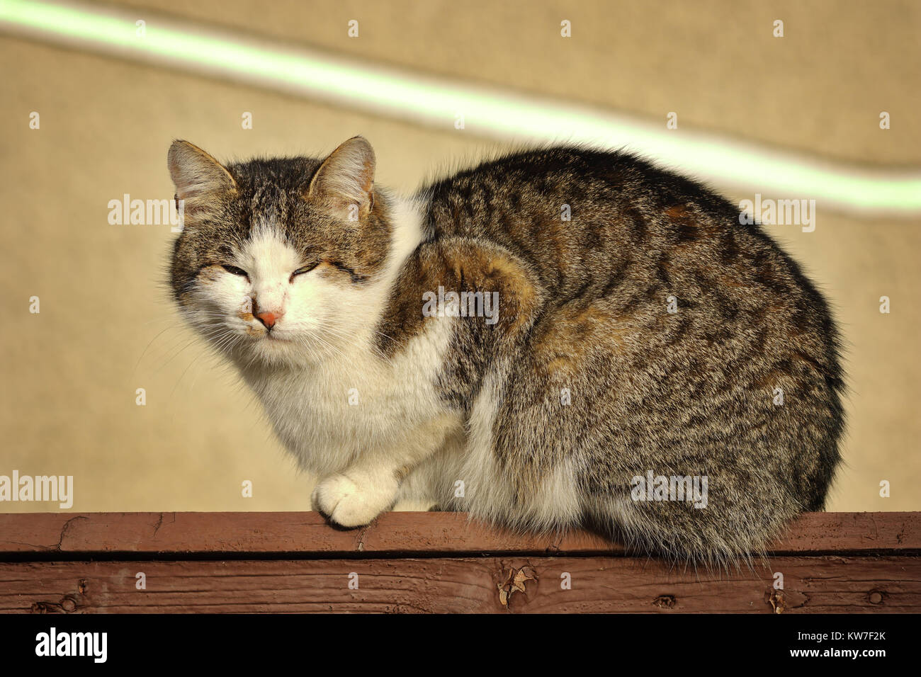 Chat domestique motley standing on wooden fence Banque D'Images