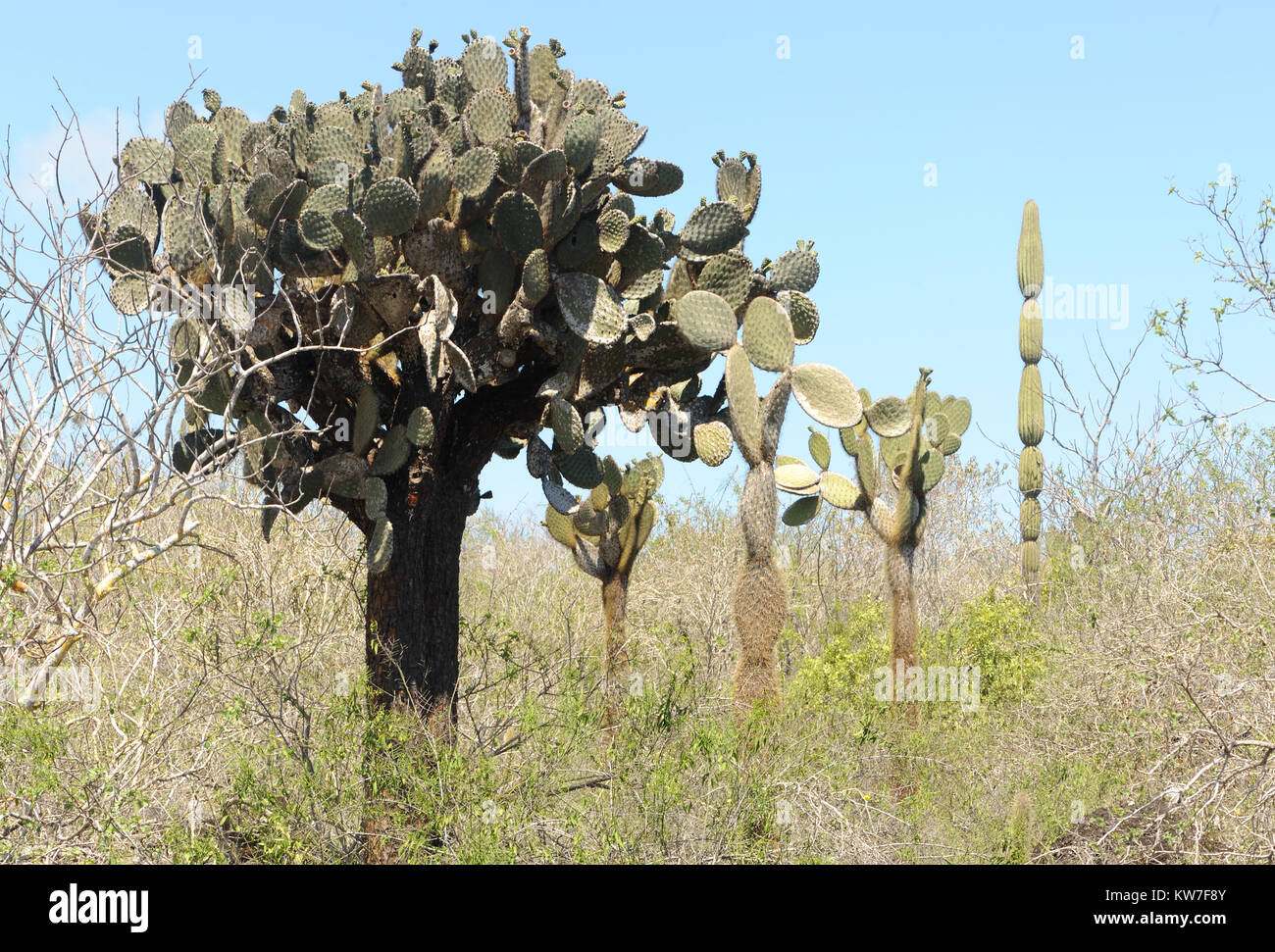 De plantes ou d'Opuntia figuier de Barbarie (Opuntia megasperma) croître parmi les rochers de lave et d'arbustes épineux dans la zone aride de San Cristobal. Cette plante est fin Banque D'Images