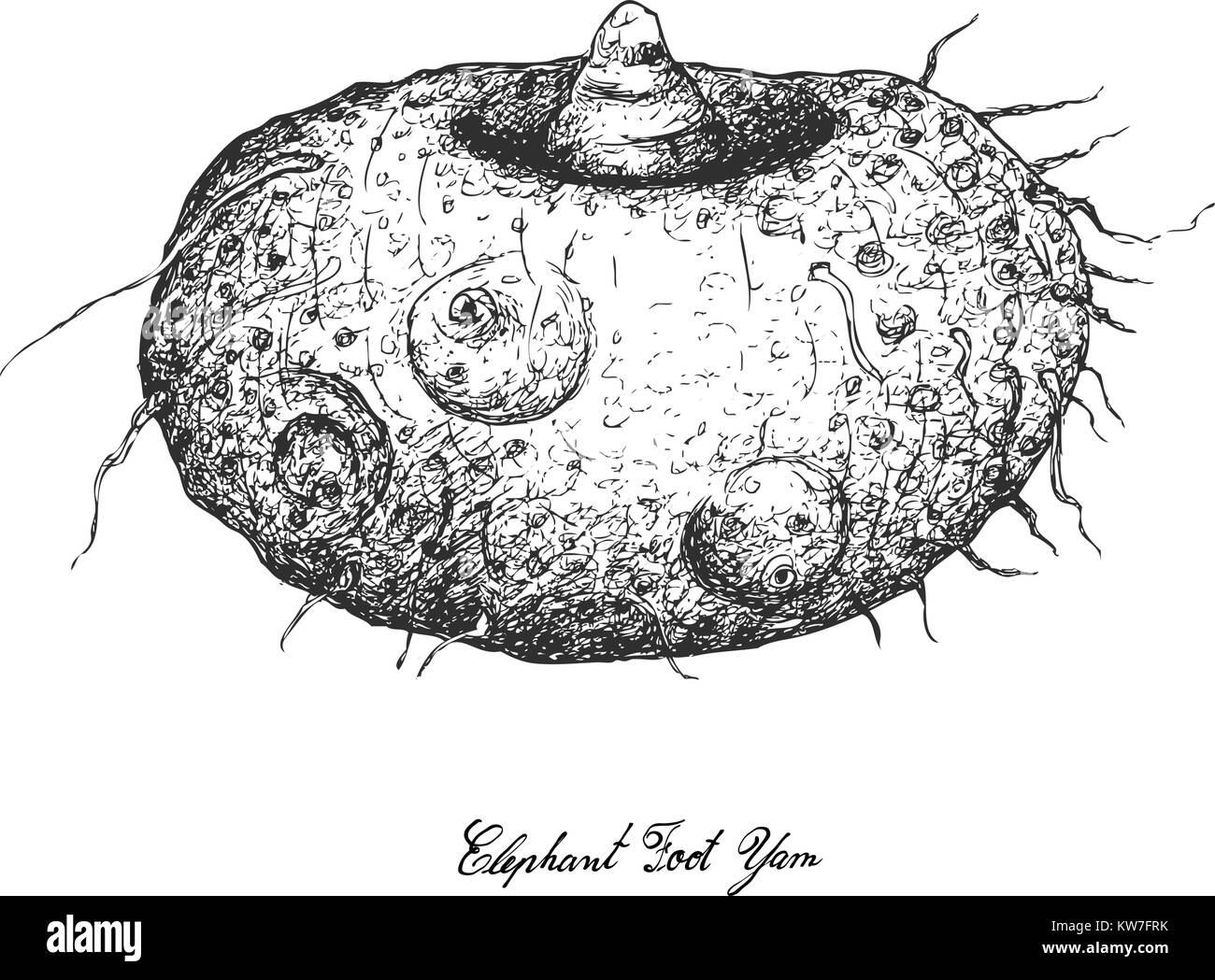 Les légumes racines et tubercules, Illustration part Croquis de Amorphophallus Paeoniifolius, pied d'Eléphant Yam ou Whitespot Arum géant isolé de l'usine Illustration de Vecteur