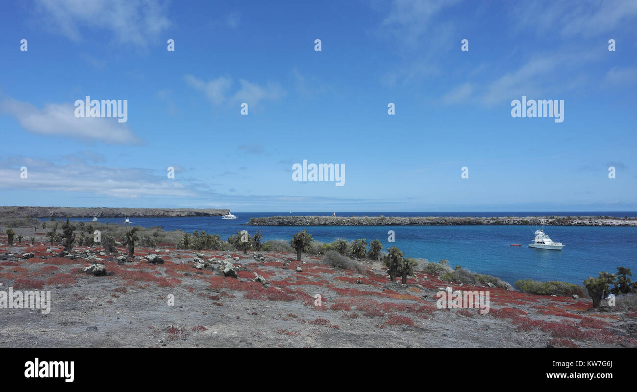 De plantes ou d'Opuntia figuier de Barbarie (Opuntia echios var. echios) poussent dans la zone aride de l'Isla Plaza Sur parmi les arbustes épineux. Isla Plaza Sur, Santa Cr Banque D'Images