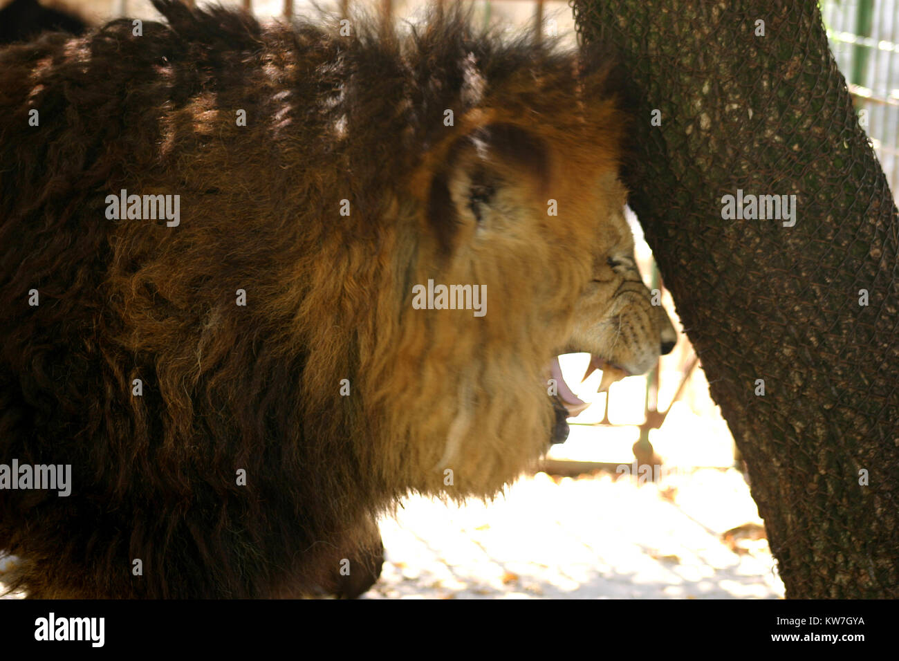 Lion en captivité en colère Banque D'Images