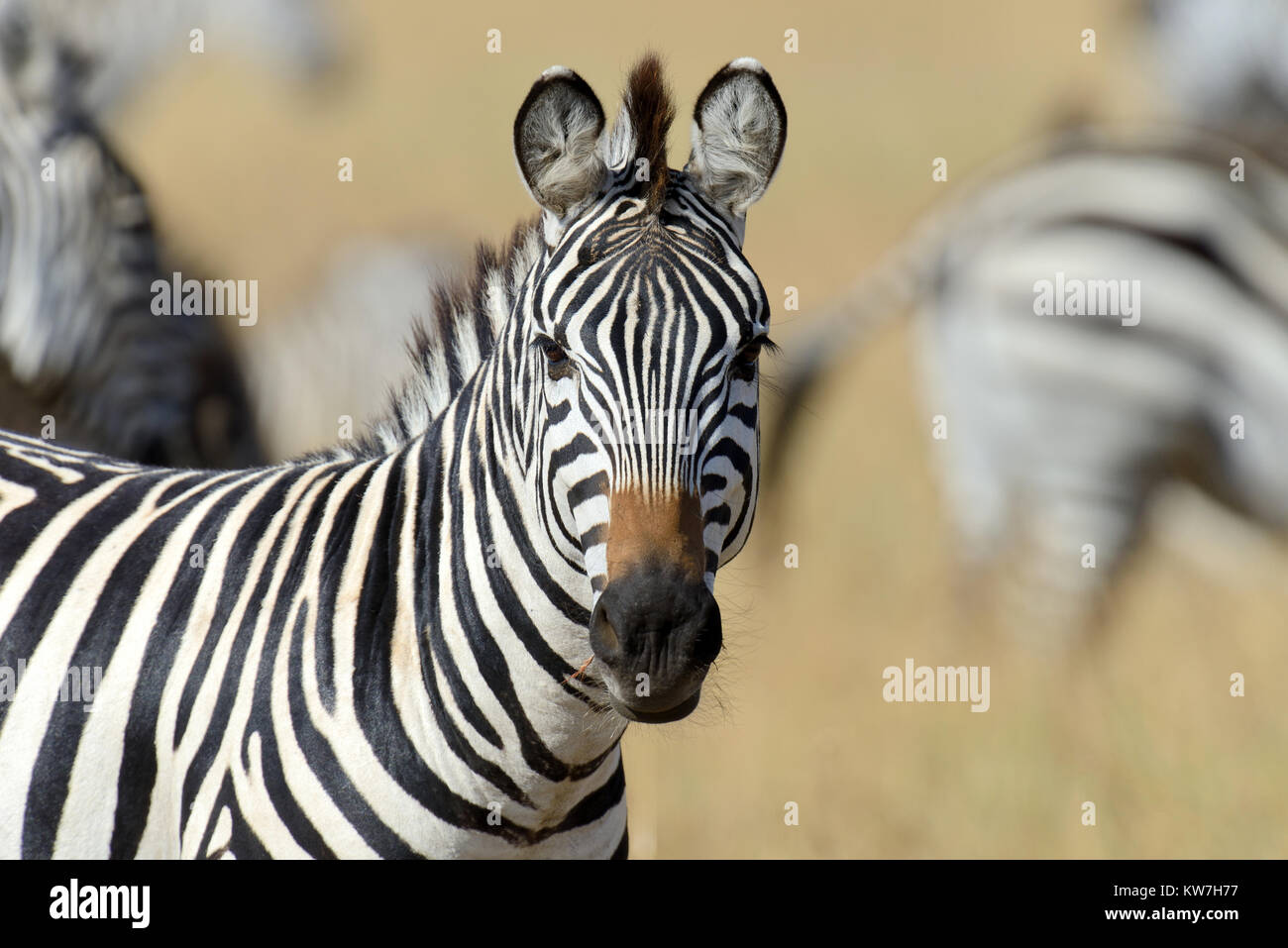 Zebra sur les herbages en Afrique, parc national du Kenya Banque D'Images