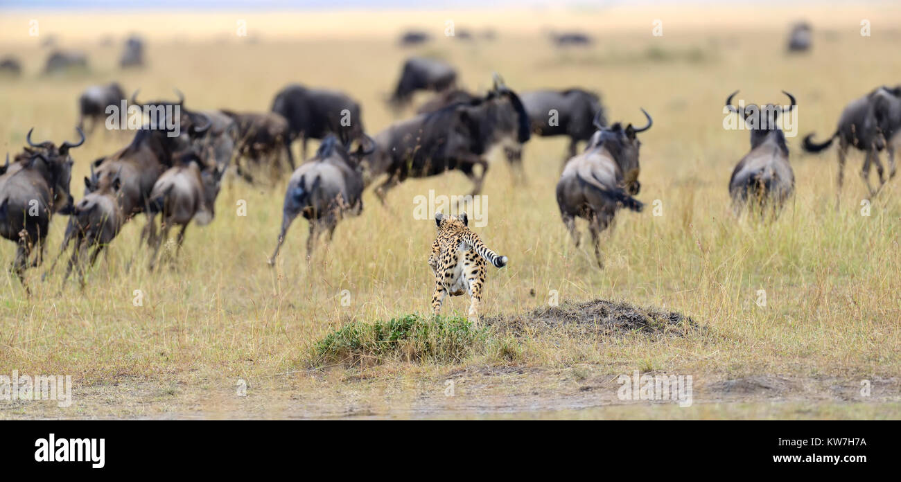 Le Guépard (Acinonyx jubatus) poursuite un gnou, Masai Mara, Kenya Banque D'Images