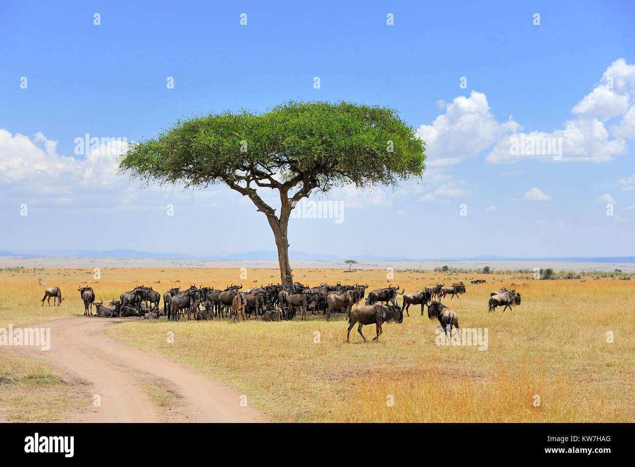 Des gnous dans le parc national du Kenya, Afrique Banque D'Images