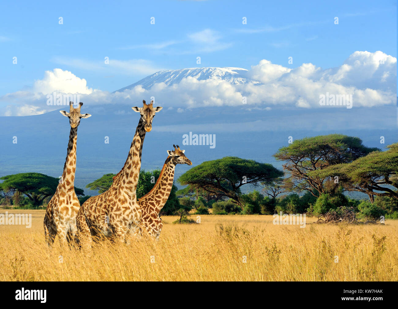 Trois sur le mont Kilimandjaro girafe en arrière-plan, parc national du Kenya, Afrique Banque D'Images