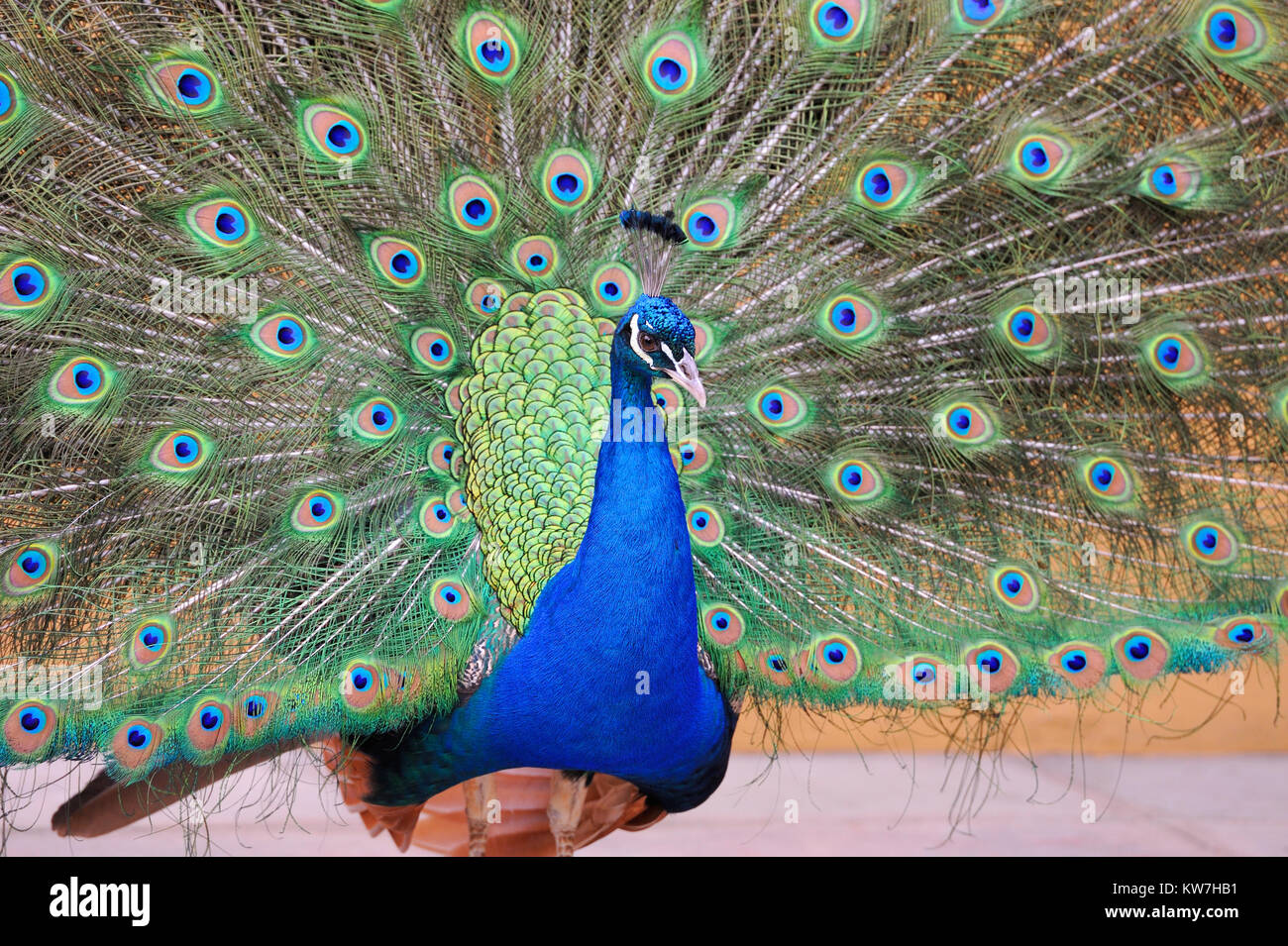 Portrait de peacock posant avec des plumes Banque D'Images
