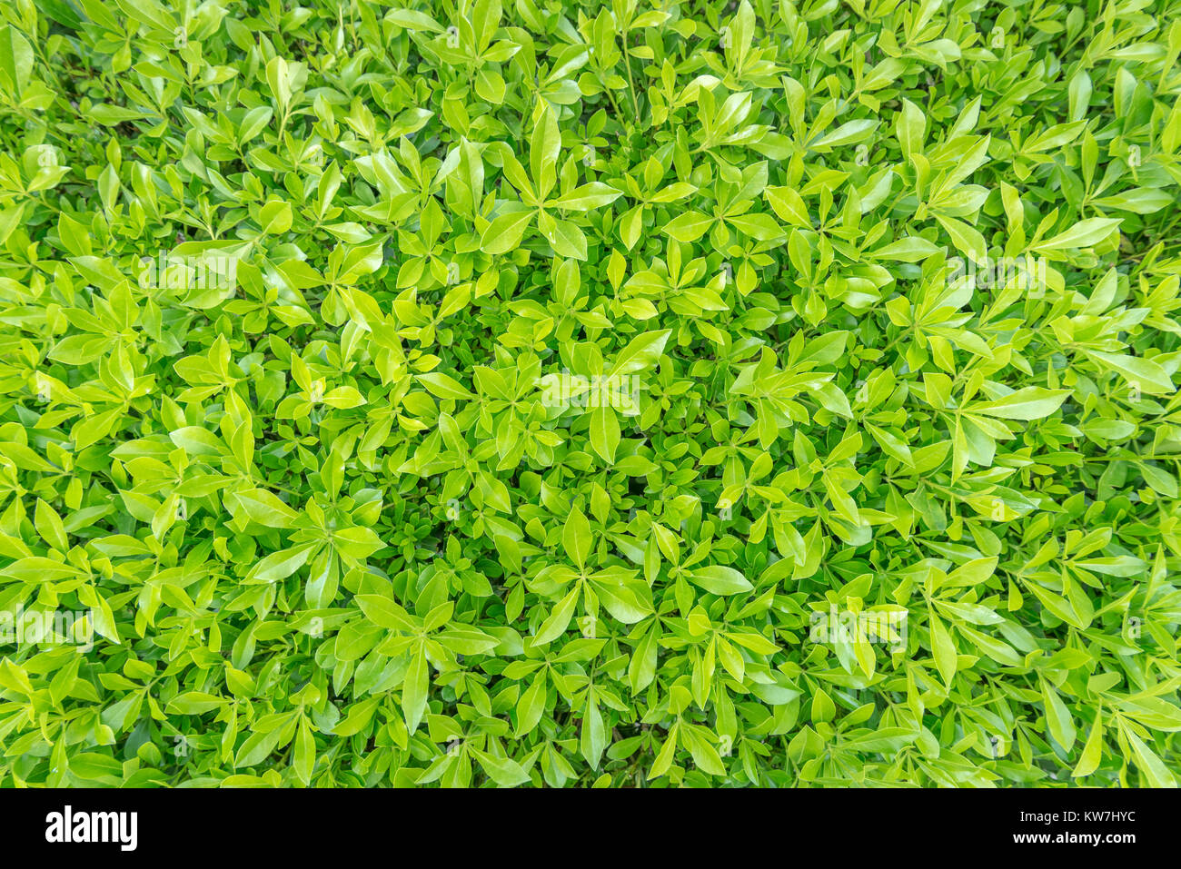 Image de printemps frais herbe verte. d'artifices Banque D'Images