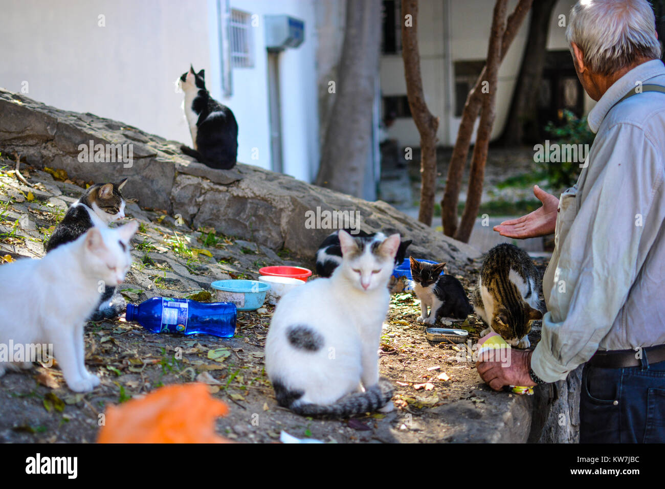 Un homme âgé à Split Croatie qui nourrit et soigne les chats errants dans la région de Split Croatie Banque D'Images